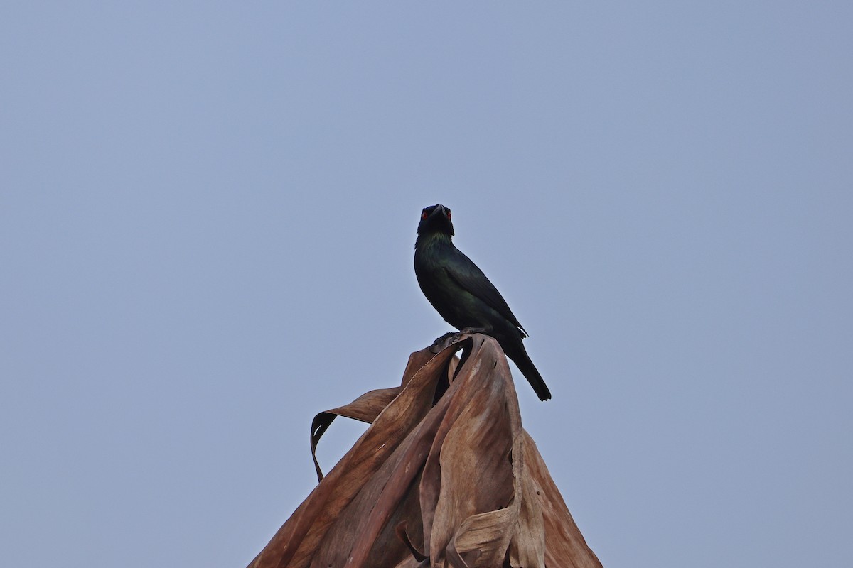 Шпак-малюк філіпінський - ML647609249