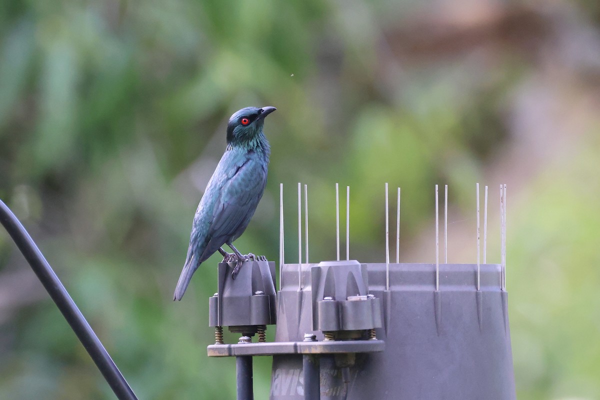 Шпак-малюк філіпінський - ML647609254