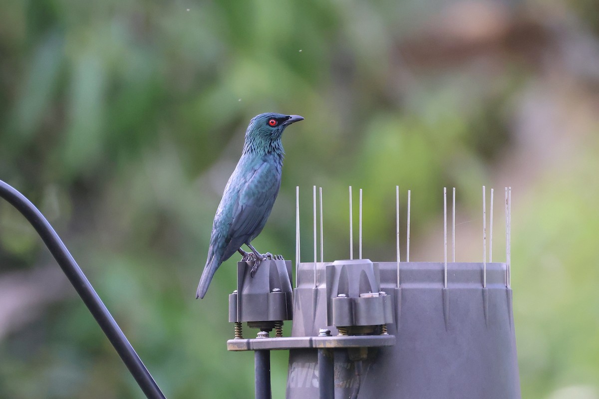 Шпак-малюк філіпінський - ML647609256