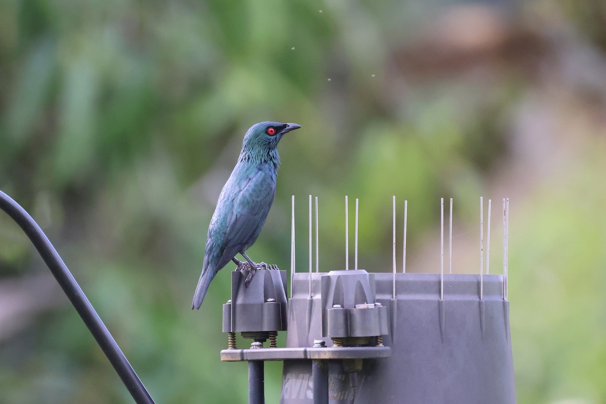 Шпак-малюк філіпінський - ML647609257