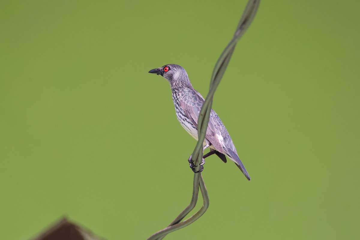 Шпак-малюк філіпінський - ML647609258