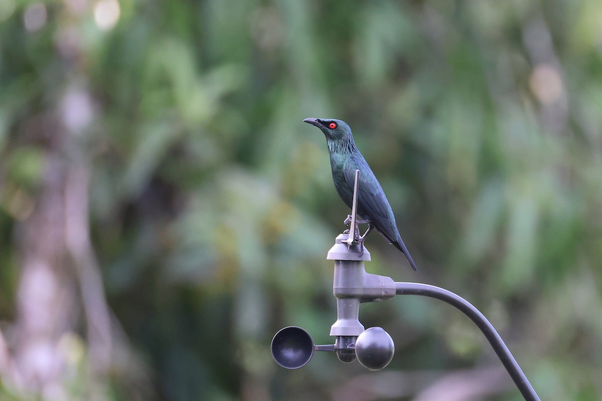 Шпак-малюк філіпінський - ML647609260