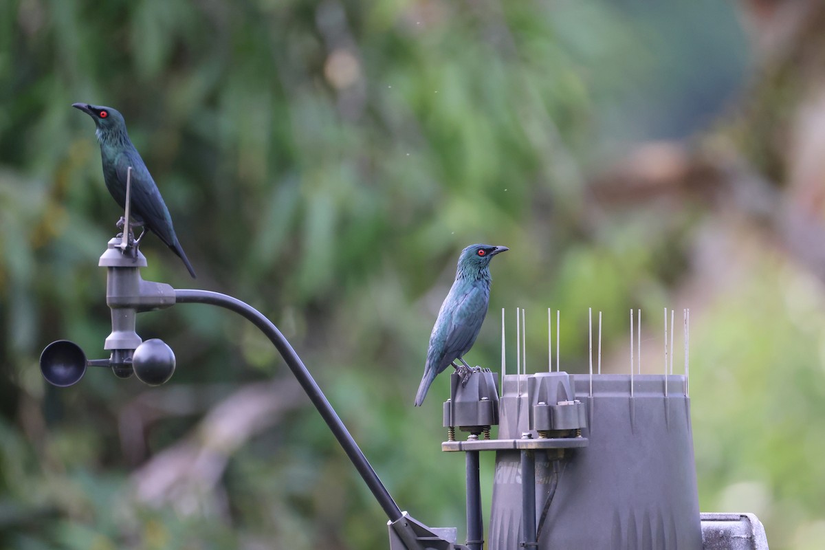 Шпак-малюк філіпінський - ML647609262