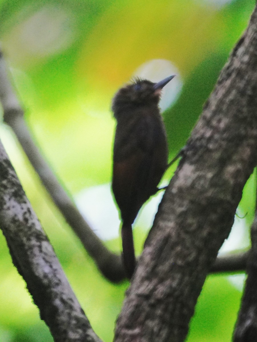 Hellschwingen-Baumsteiger - ML647609282