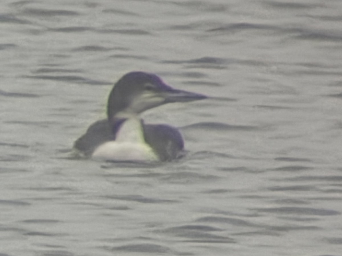 Common Loon - ML647609286