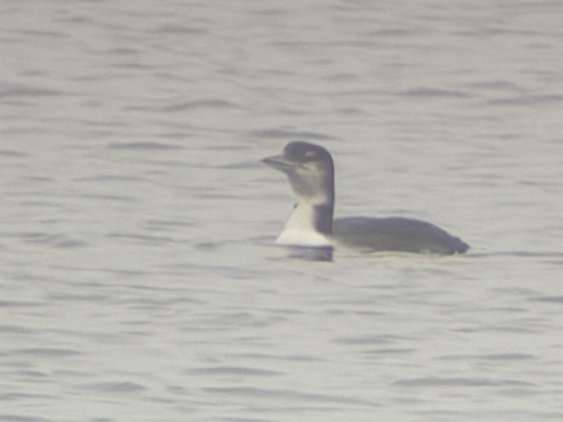 Common Loon - ML647609287