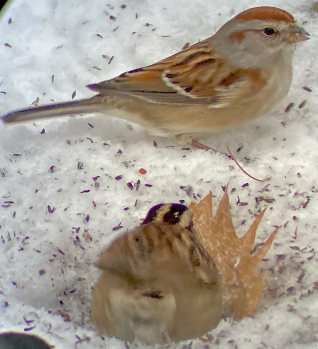 American Tree Sparrow - ML647609304