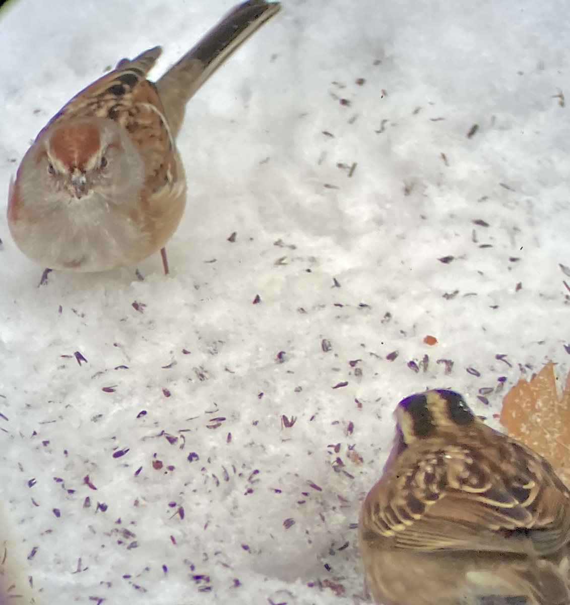 American Tree Sparrow - ML647609305