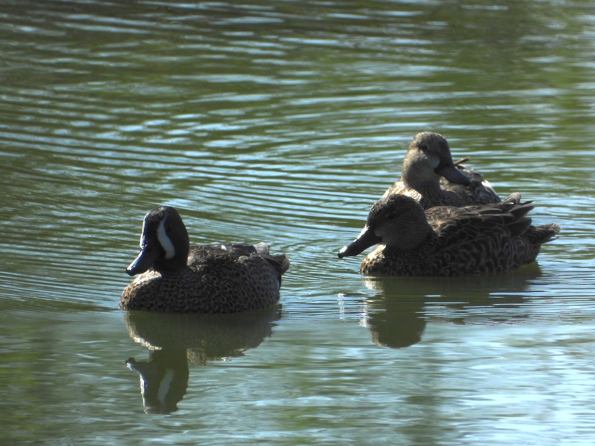 Zertzeta hegalurdina - ML647609306