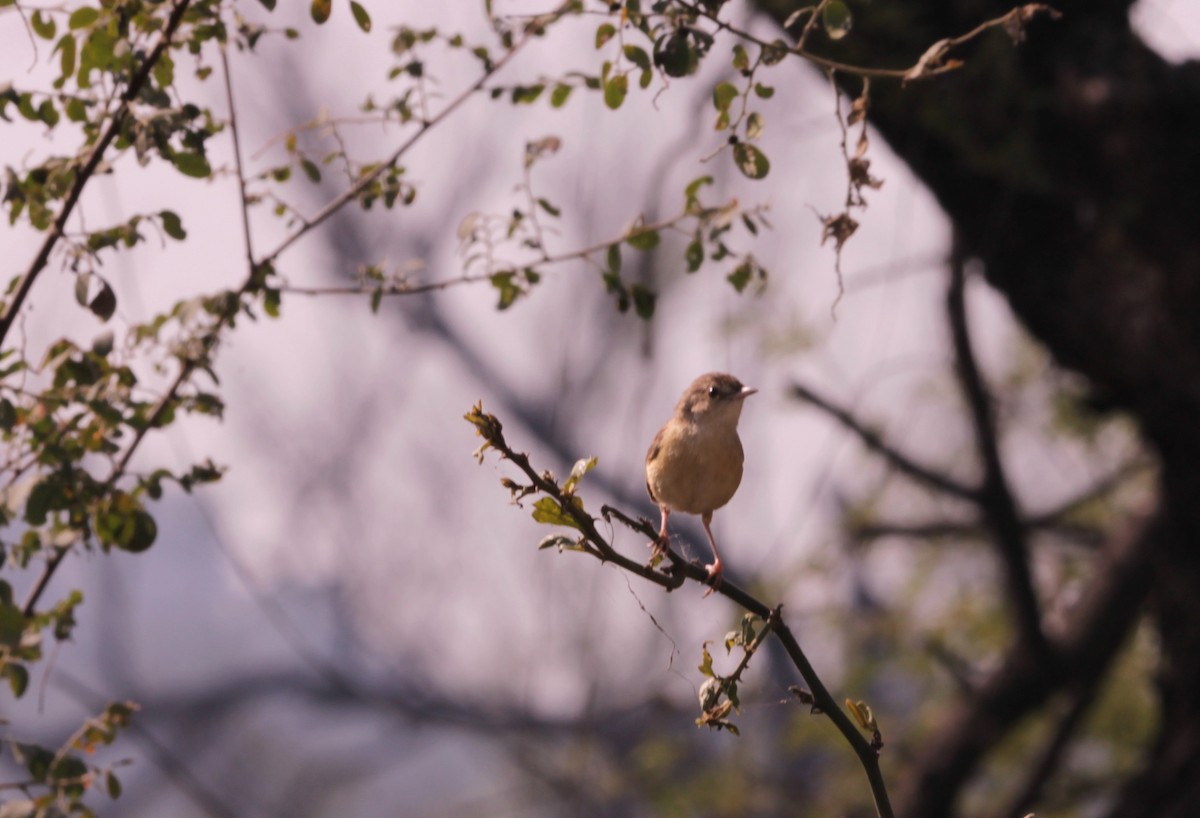 Prinia Sencilla - ML647609314