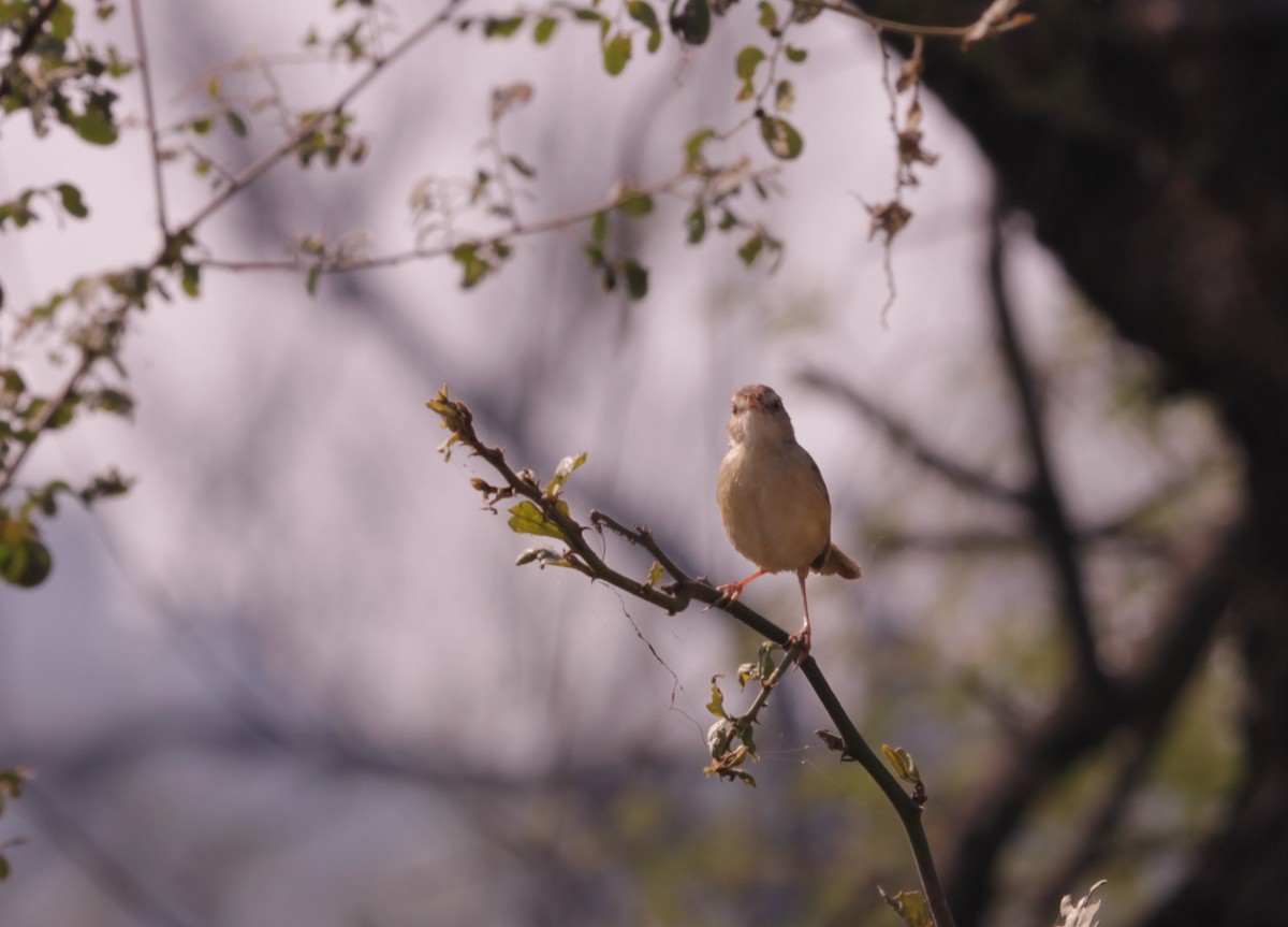 Prinia Sencilla - ML647609315