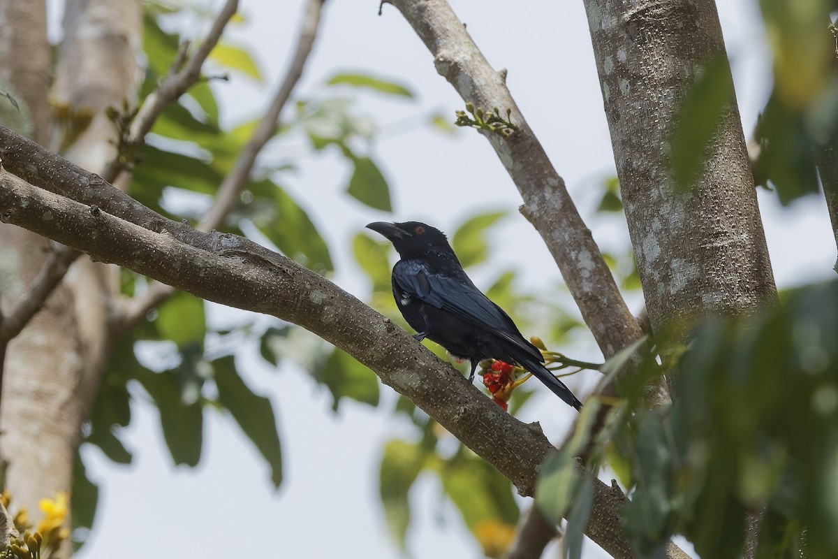 Spangled Drongo - ML647609320