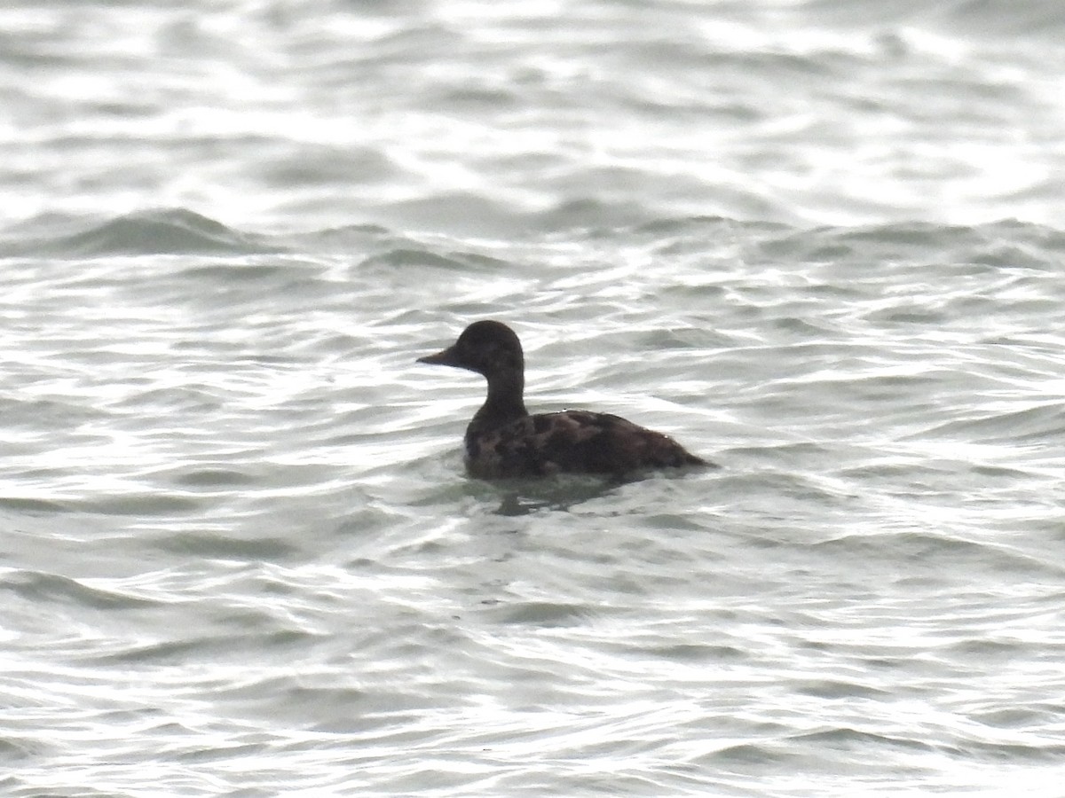 ヨーロッパクロガモ - ML647609337