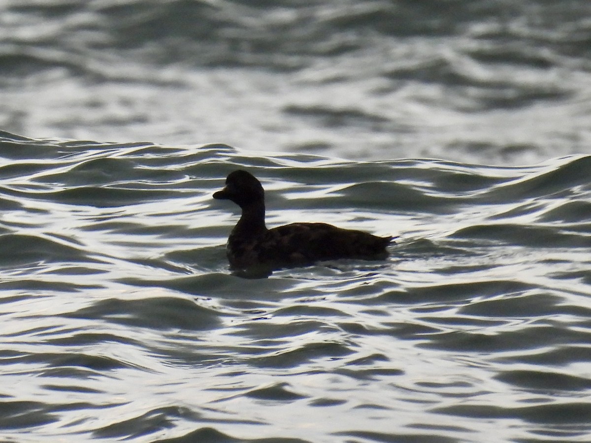 ヨーロッパクロガモ - ML647609338