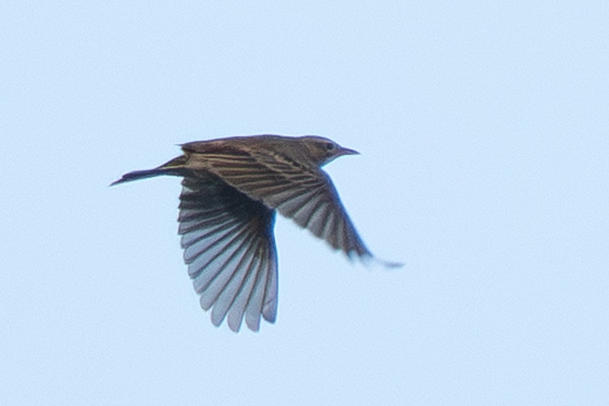 Richard's Pipit - ML647609341