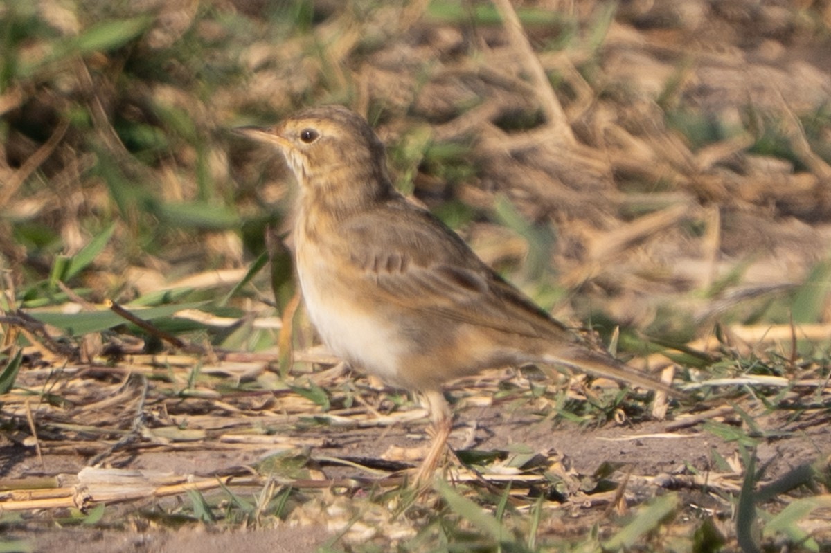 Richard's Pipit - ML647609342