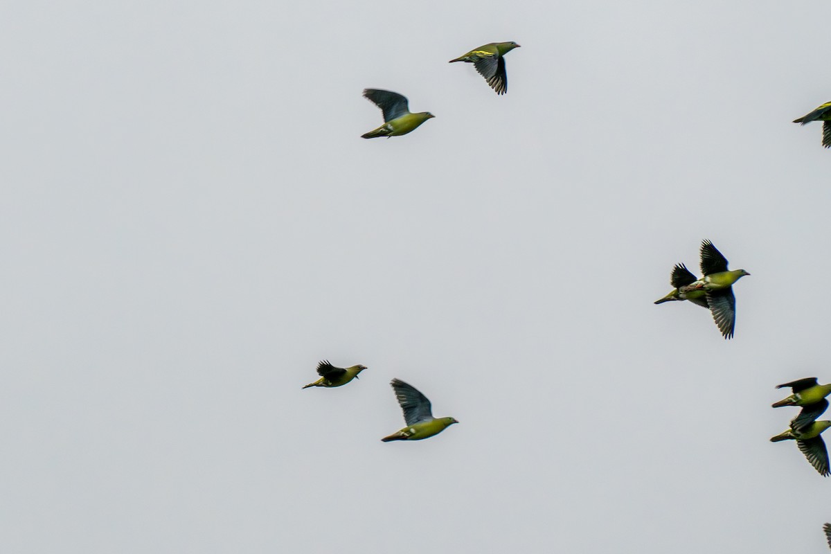 Thick-billed Green-Pigeon - ML647609357