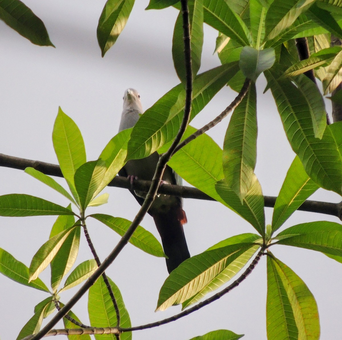 Yeşil Has Güvercin - ML647609369