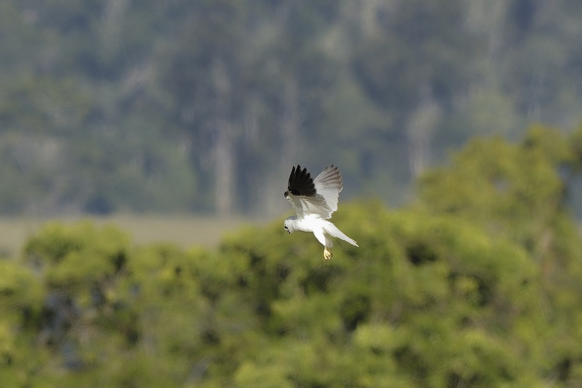 Black-shouldered Kite - ML647609370