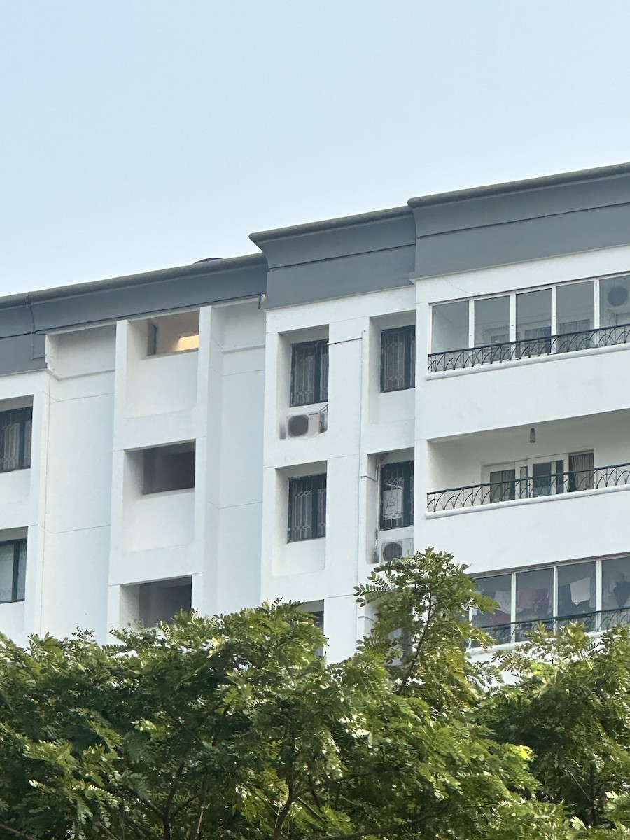 Peregrine Falcon - ML647609390