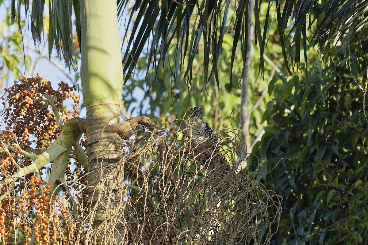 Pacific Koel - ML647609409