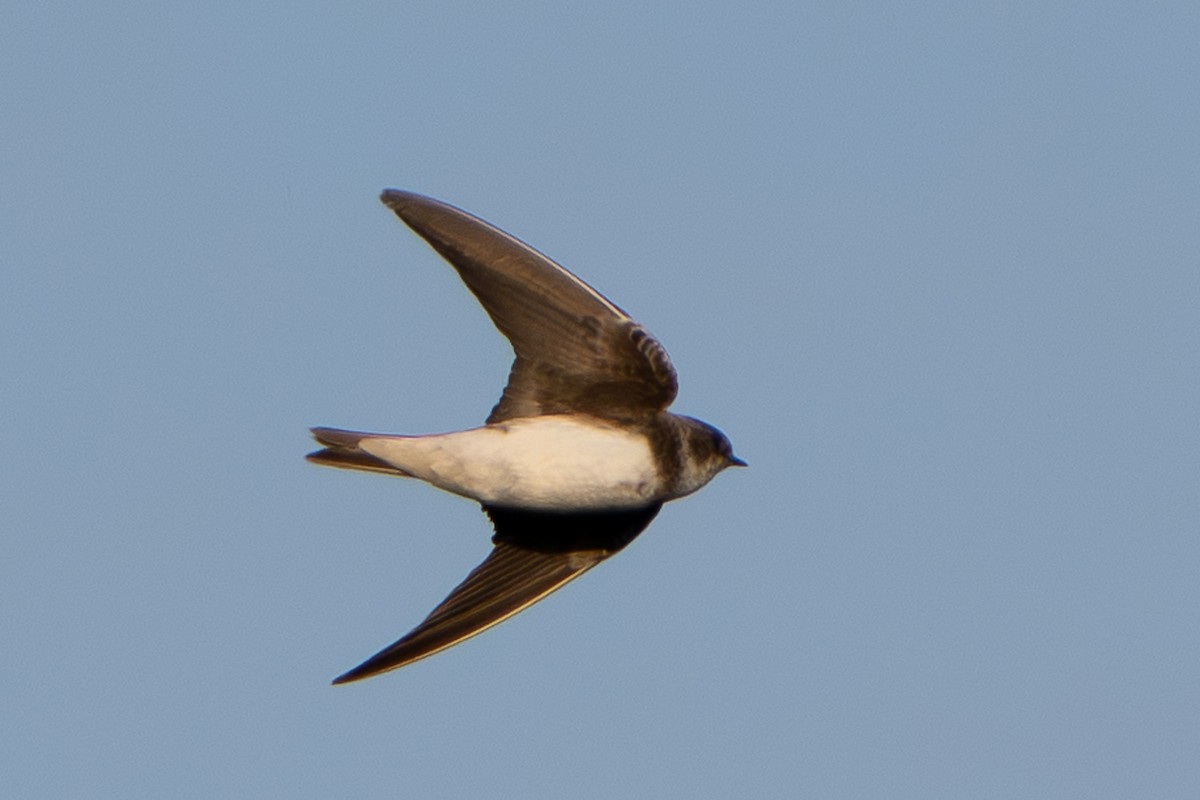 Bank Swallow - ML647609431