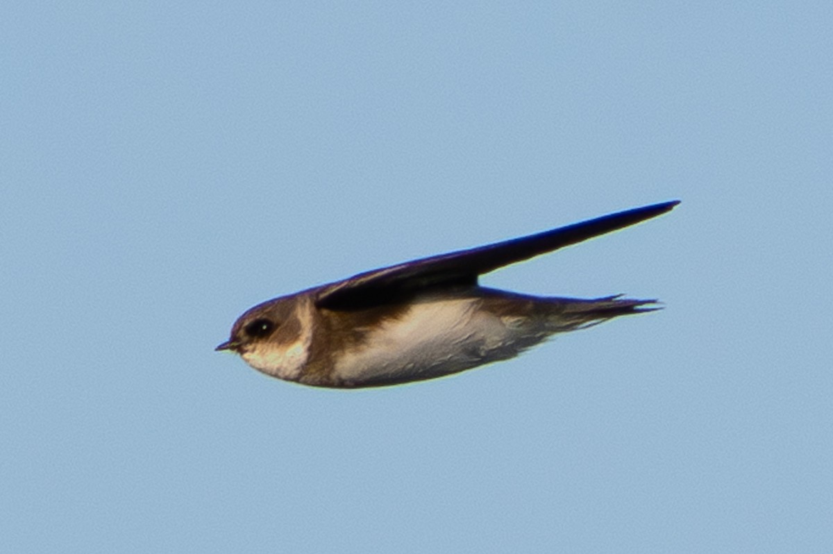 Bank Swallow - ML647609432