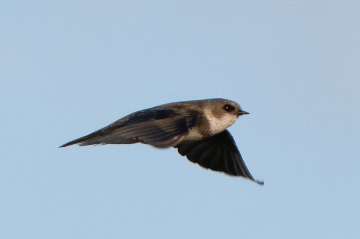 Bank Swallow - ML647609433