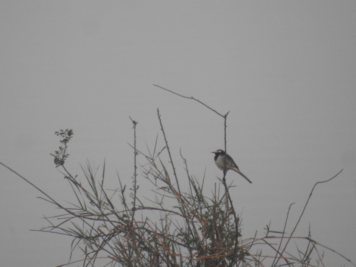 Lavandera India - ML647609446