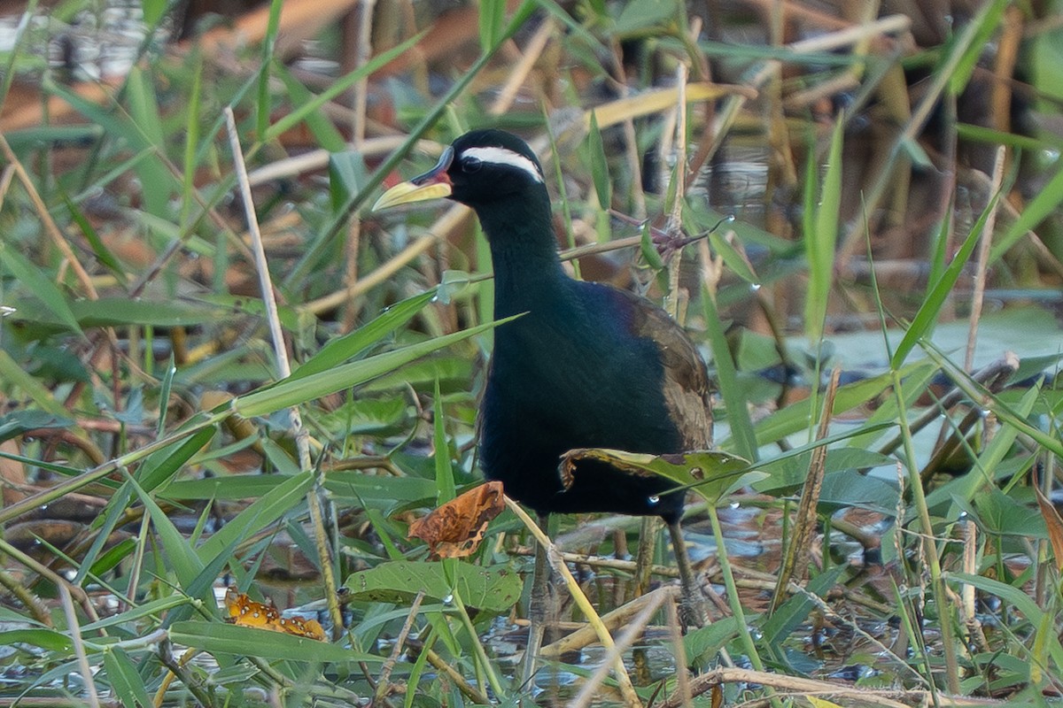 Bronze-winged Jacana - ML647609472