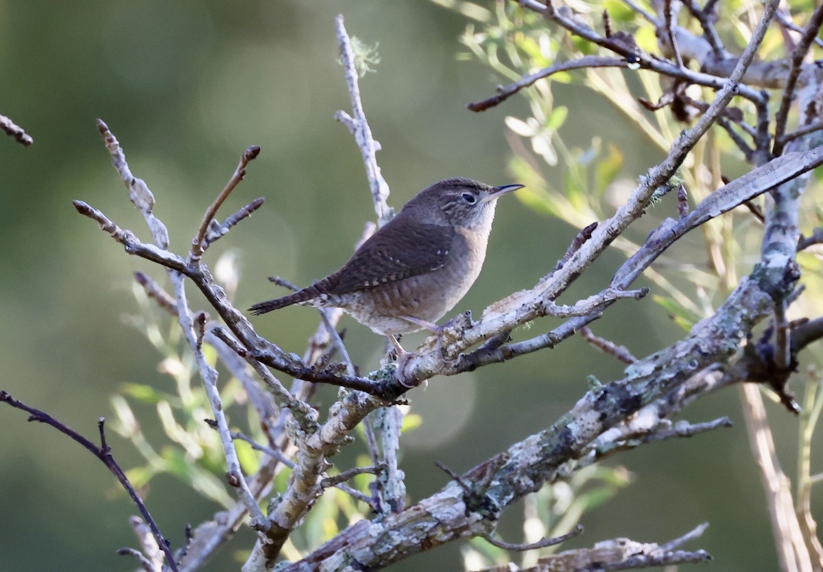 Northern House Wren - ML647609478