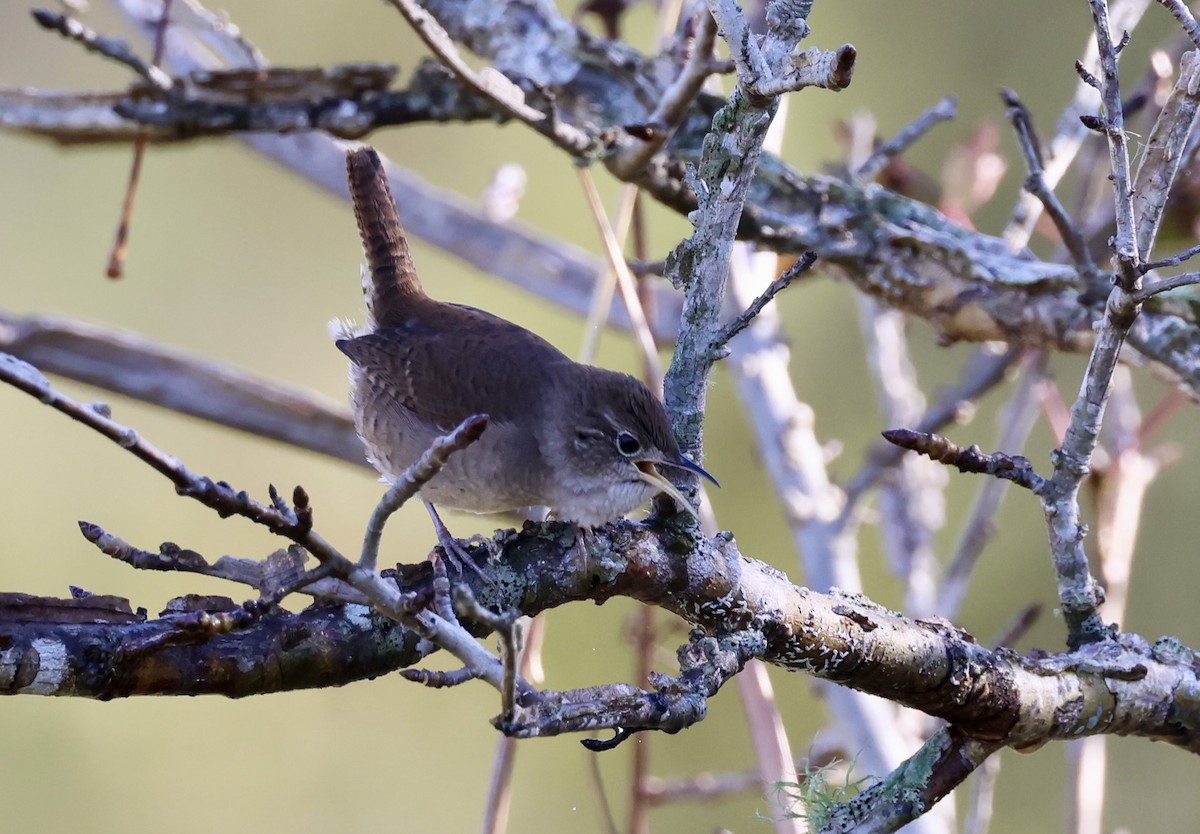Northern House Wren - ML647609480