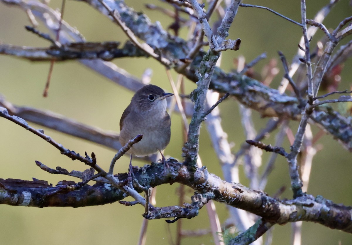Northern House Wren - ML647609481