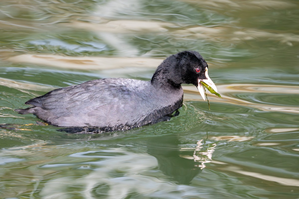 sothøne - ML647609482