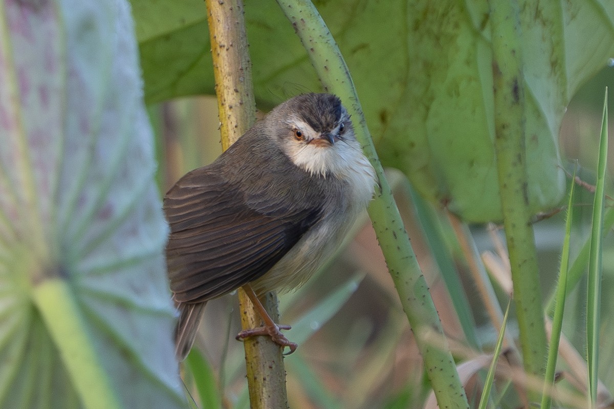 Prinia Sencilla - ML647609484