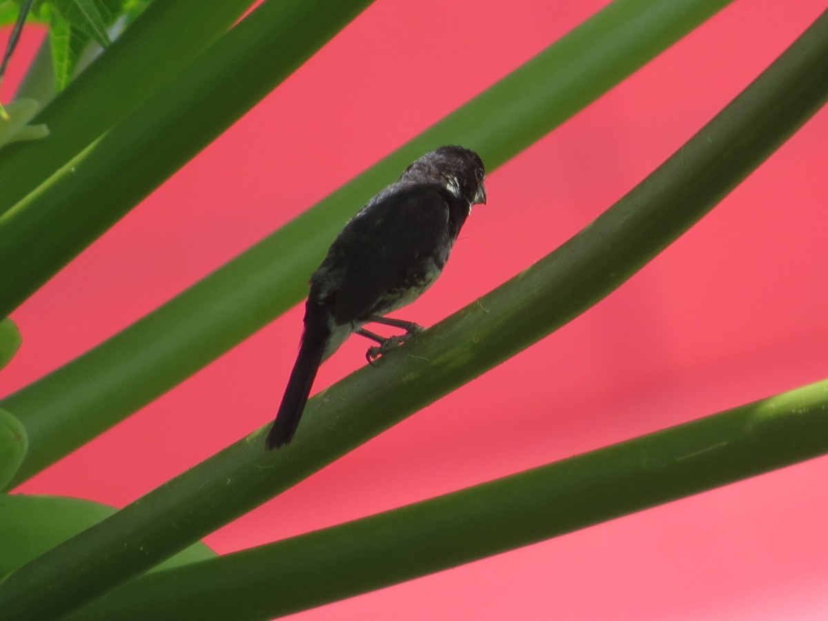 Variable Seedeater - ML647609486