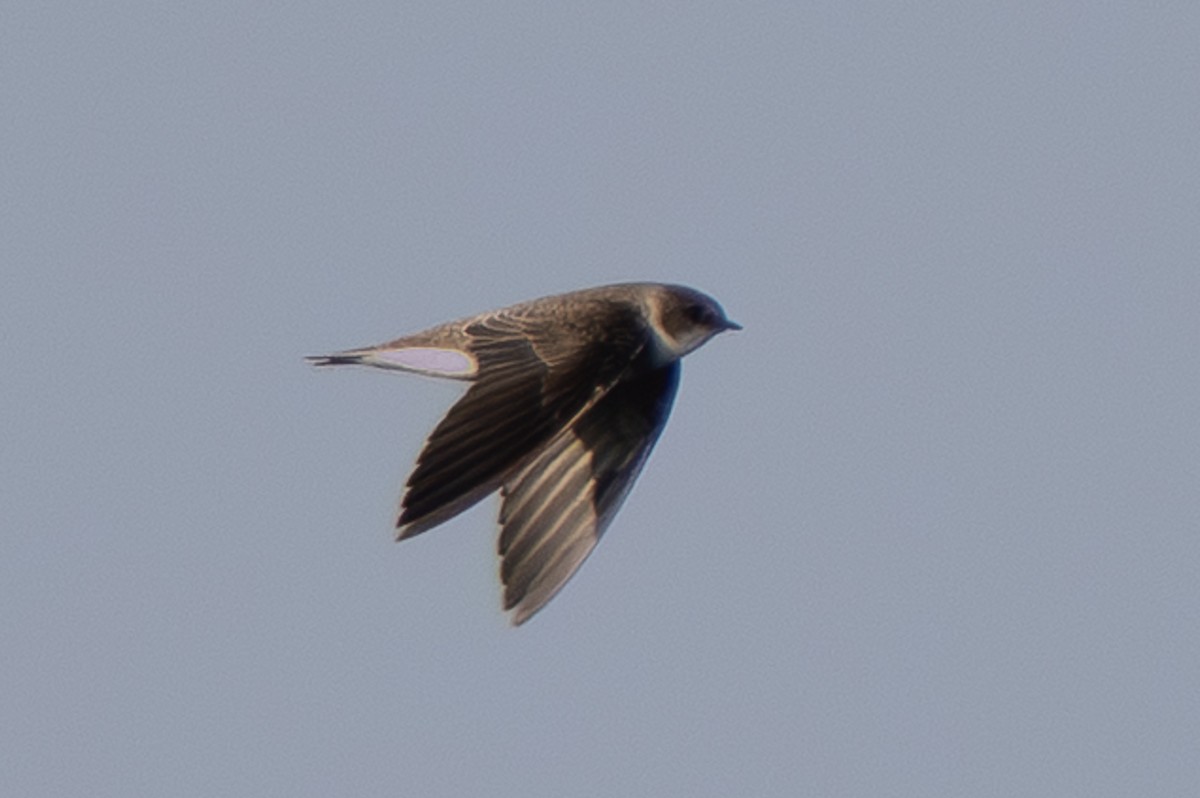Bank Swallow - ML647609490