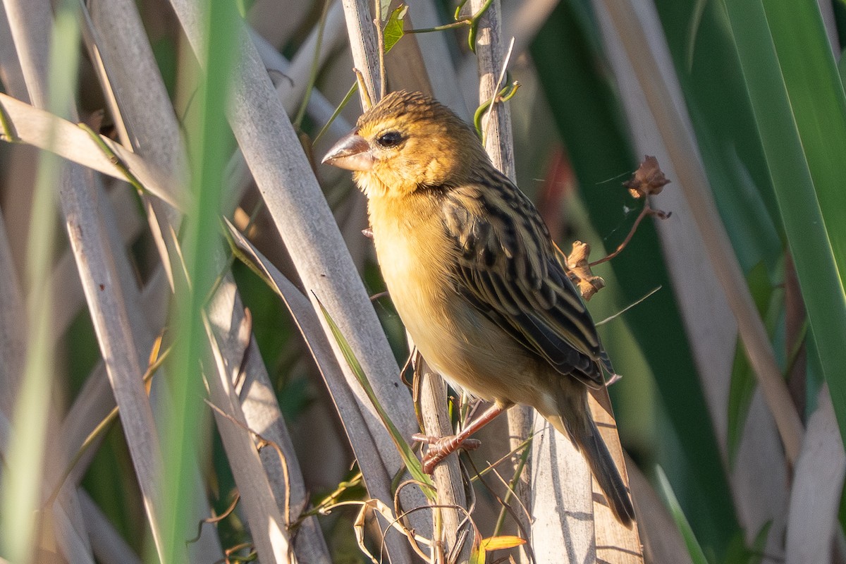 Ткачик золоточеревий - ML647609501