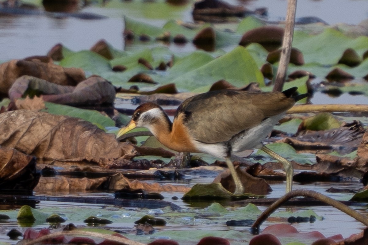 Bronze-winged Jacana - ML647609540