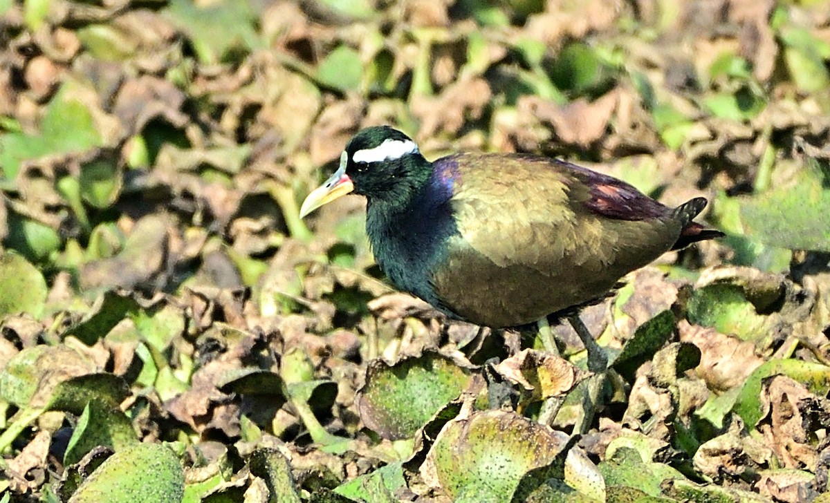 Bronze-winged Jacana - ML647609631