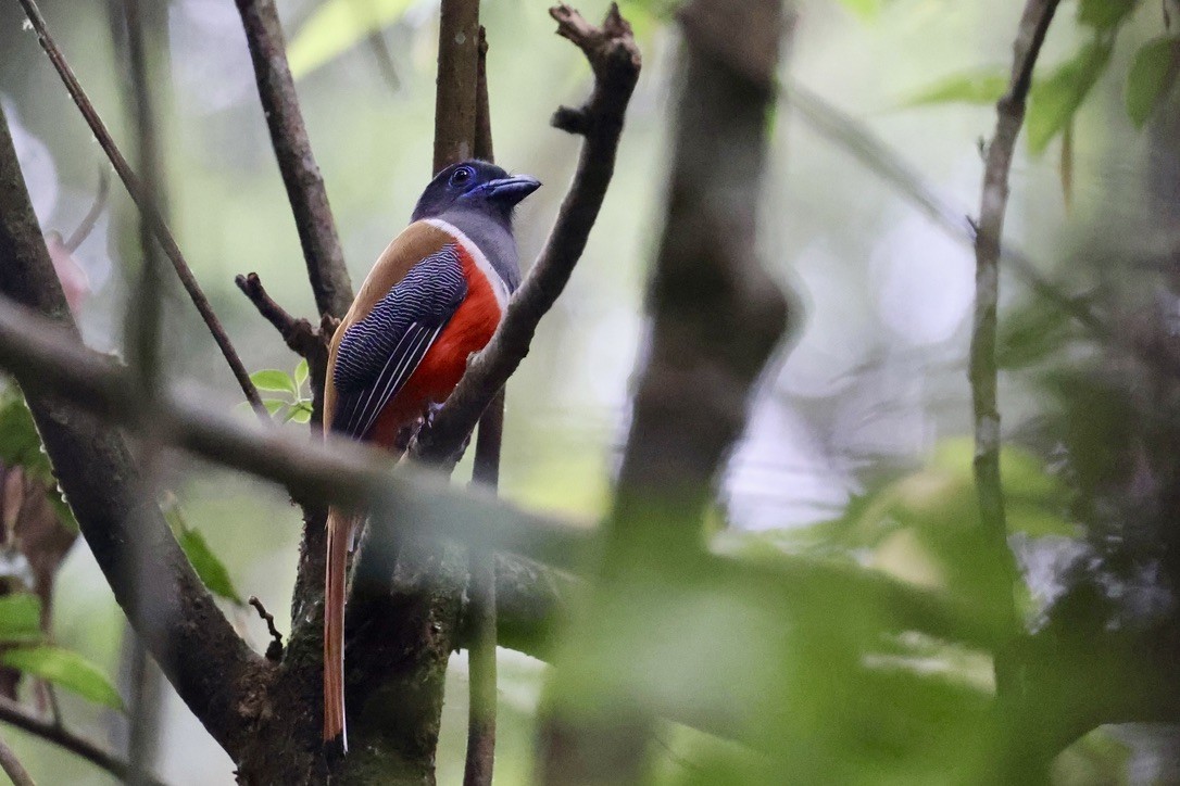 Malabar Trogon - ML647609681