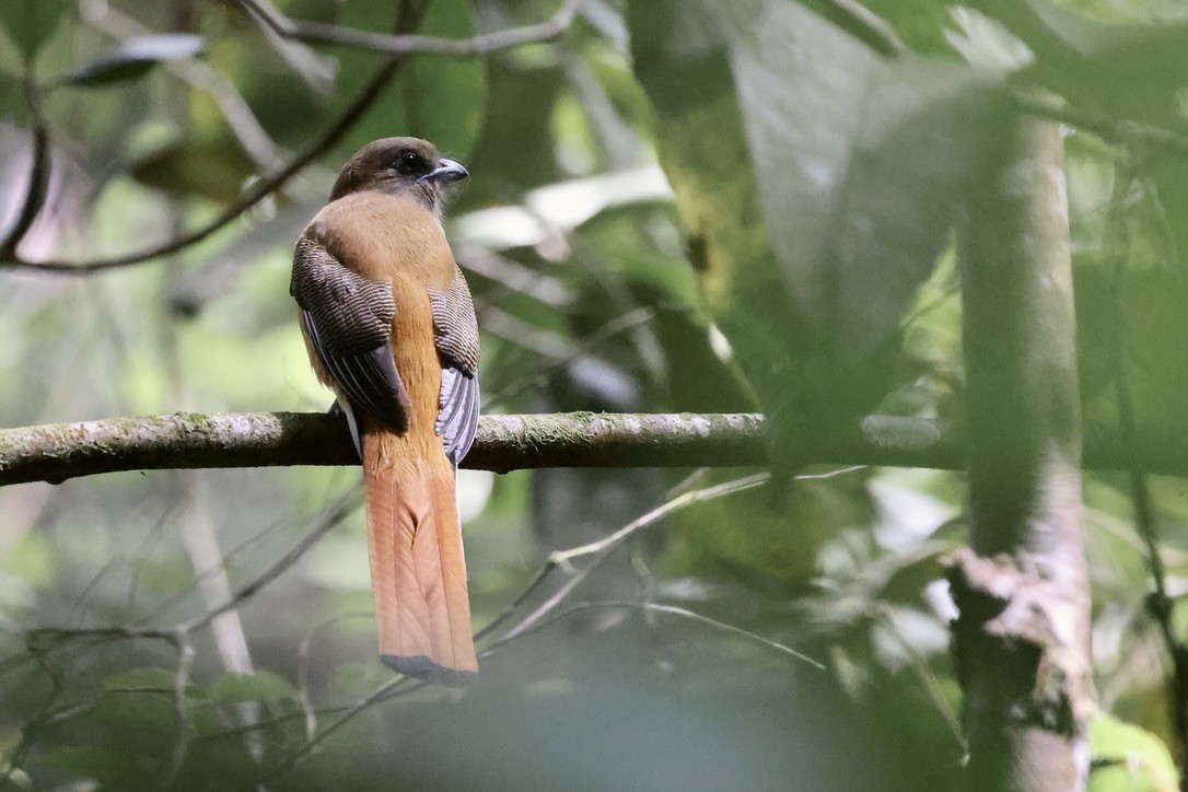 Malabar Trogon - ML647609700