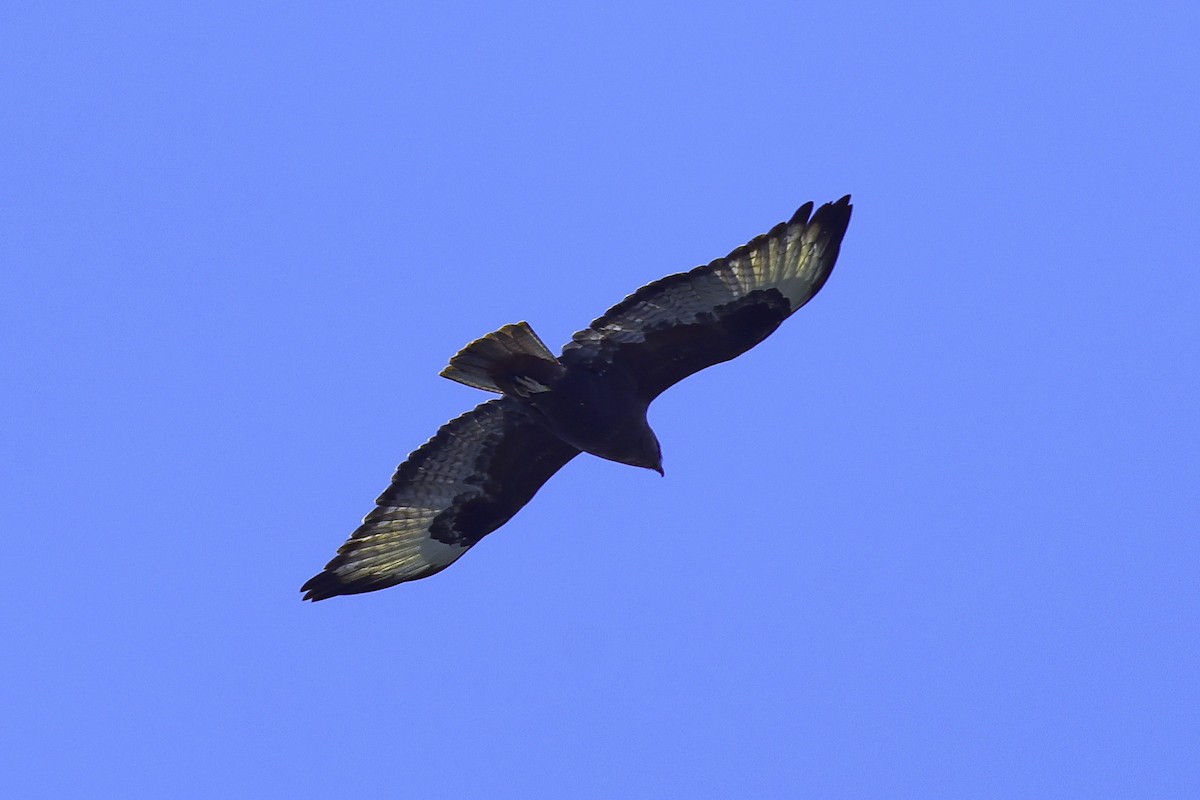 káně lesní (ssp. vulpinus/menetriesi) - ML647609705