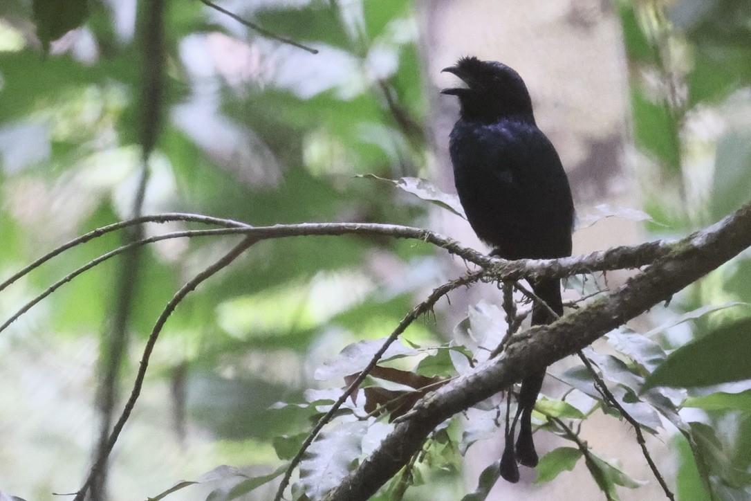 Sri Lanka Drongo - ML647609707