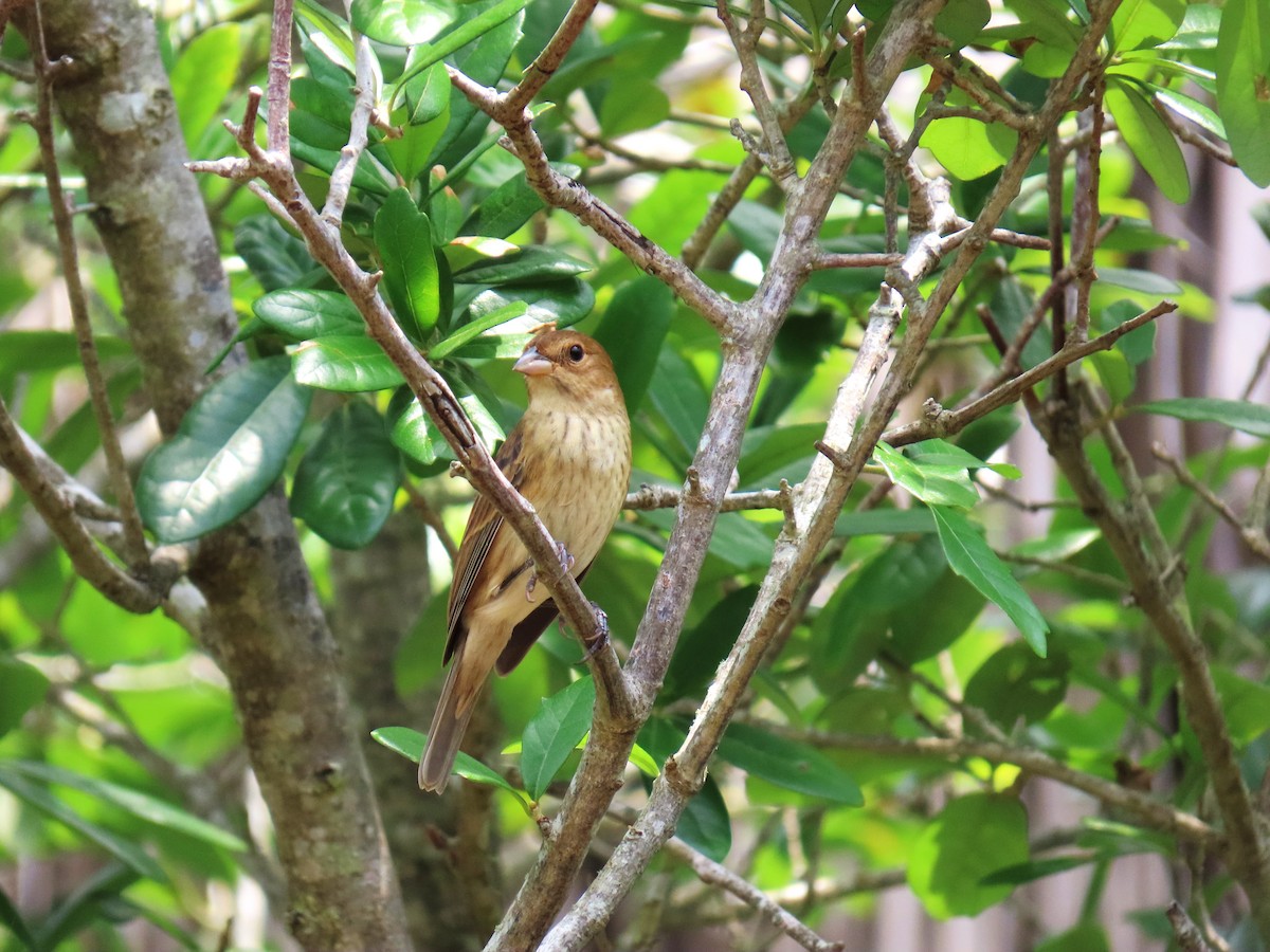 Passerin indigo - ML647609708