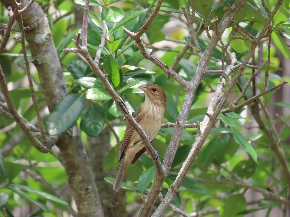 Passerin indigo - ML647609709