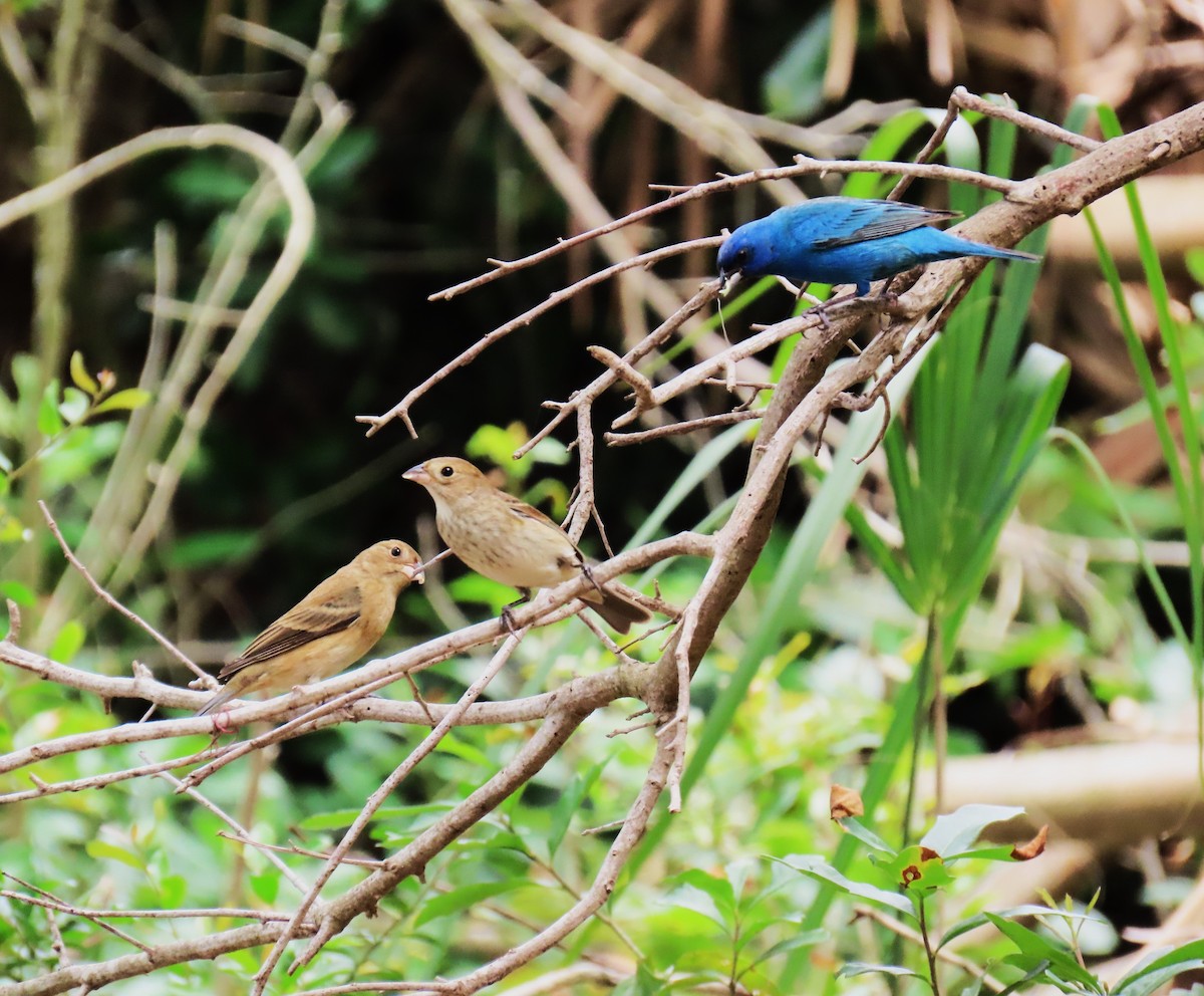 Passerin indigo - ML647609733