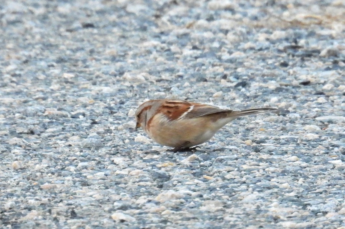 American Tree Sparrow - ML647609735