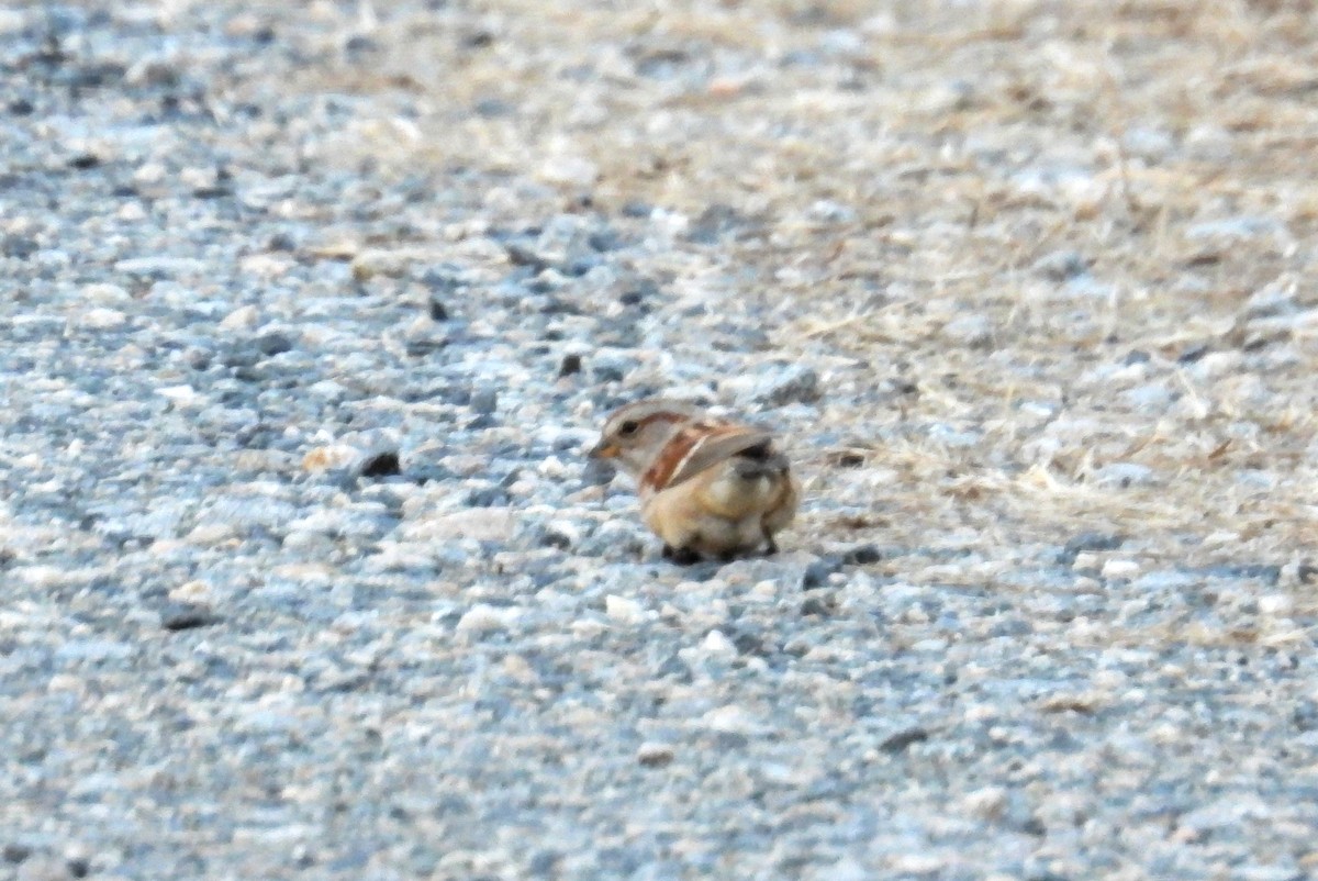 American Tree Sparrow - ML647609736