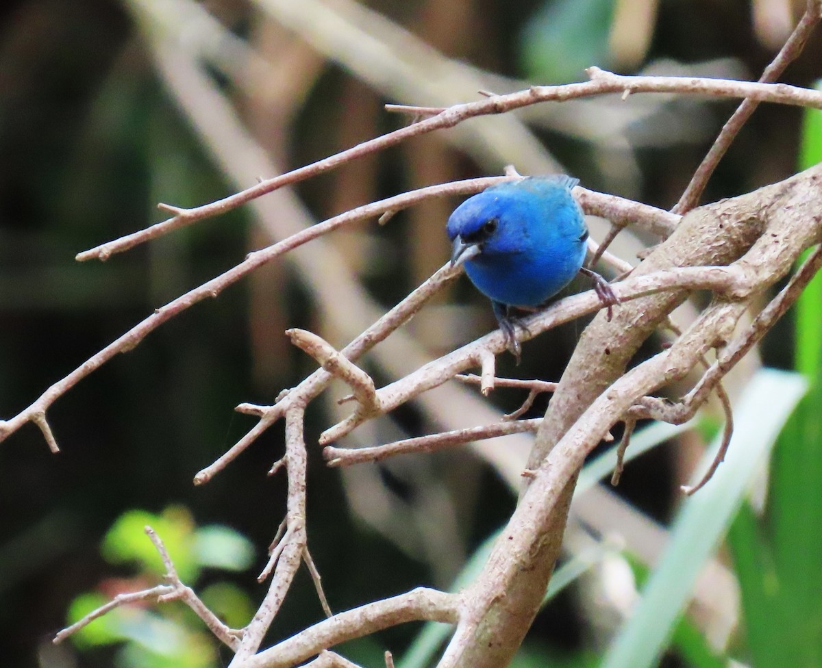 Passerin indigo - ML647609745